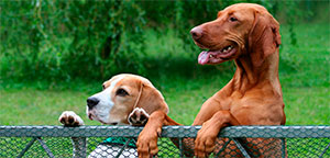 Best Dog Fences.