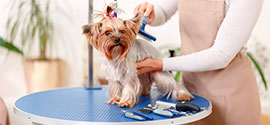 Best Dog Grooming Table.