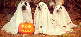 Dog halloween costumes.