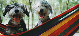 Two dogs in dog hammock.