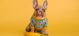 Little dog in best dog pajama.