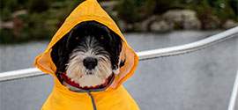 Dog in yellow dog raincoat.