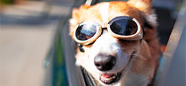 Best Dog Sunglasses.