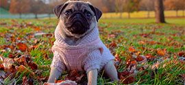 Cute dog in pink sweater.