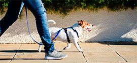 Walk the dog with no-pull fog harness.