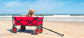 Dog in red stroller on beach.