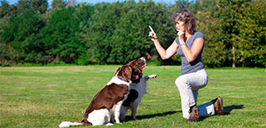 Using dog whistle for training.