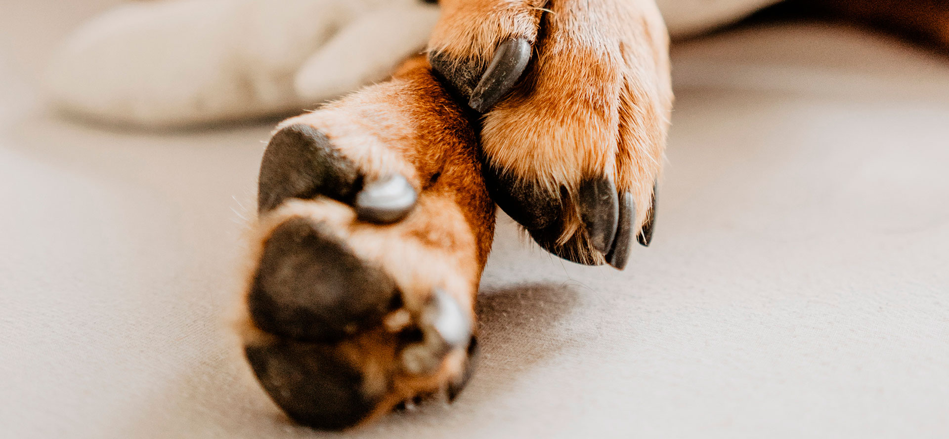 Nail Grinder for Dogs.