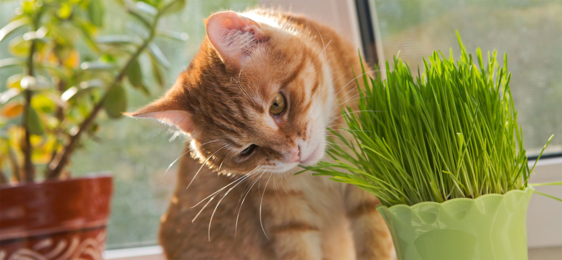 Natural Cat Grass.