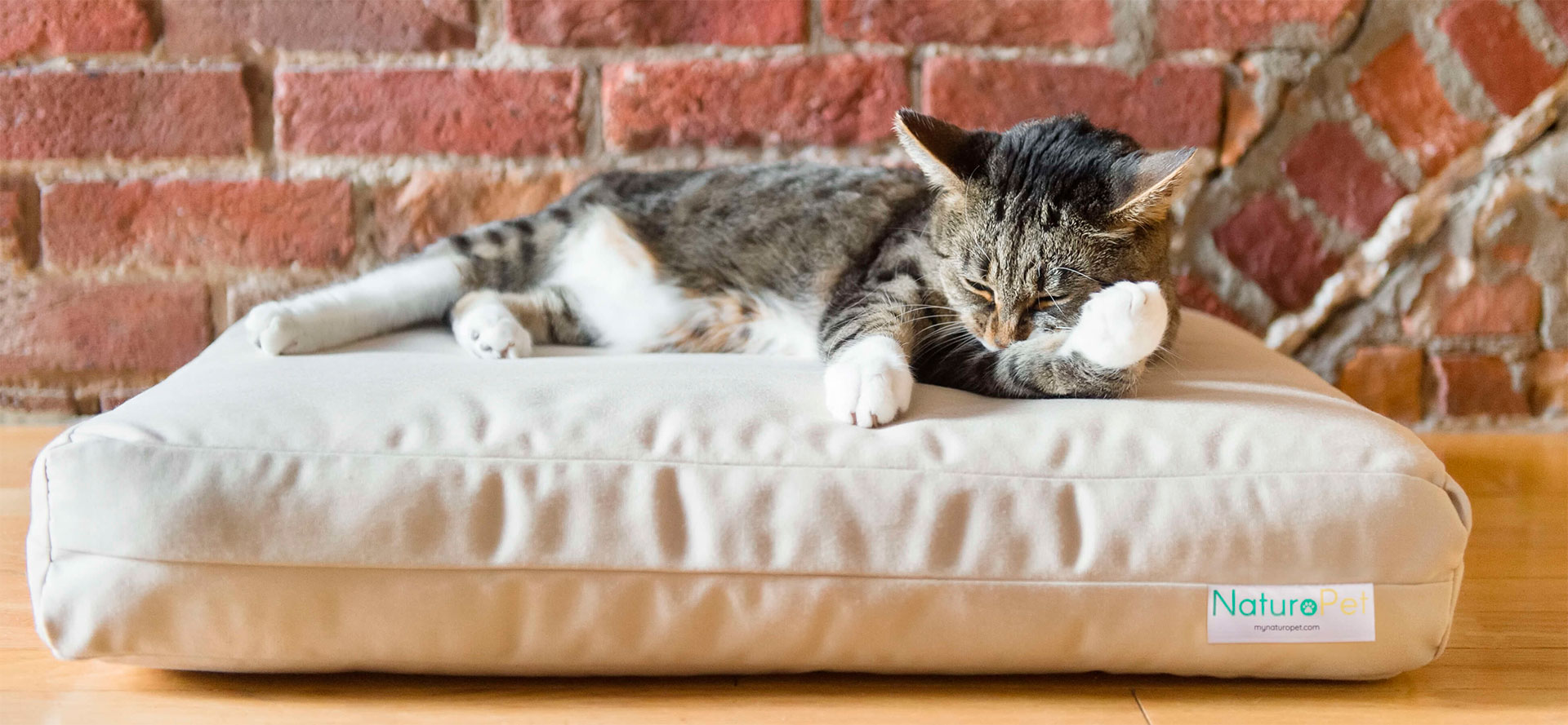 Top 10 Best Cat Beds 👁‍🗨 Top Rated And Buying Guide By