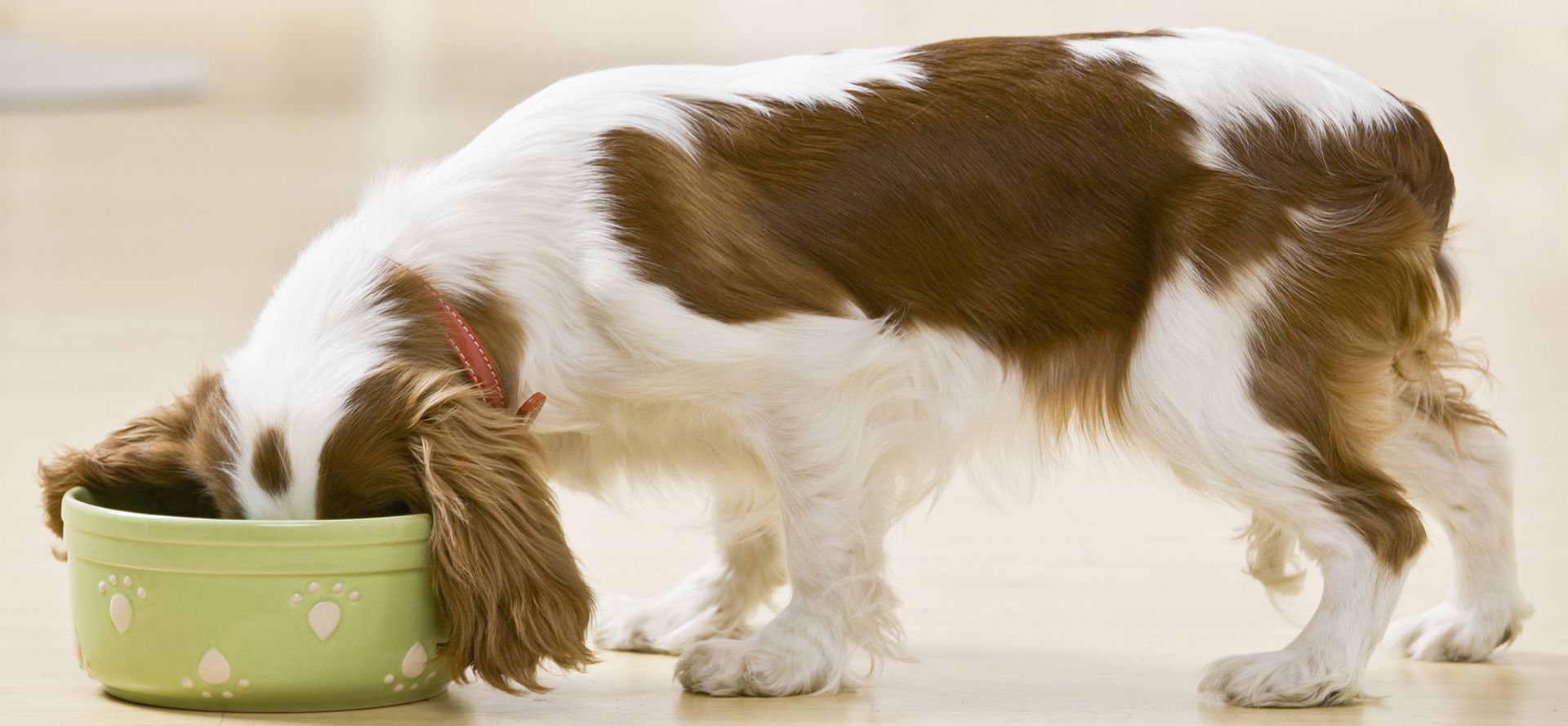 Spaniel eating from a bowl.