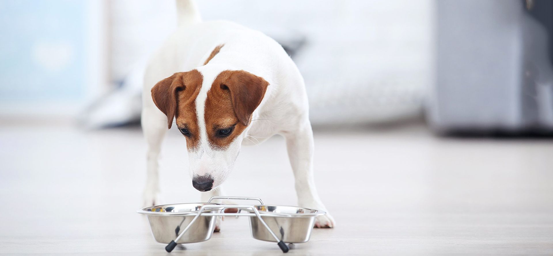 Jack Russell Terrier eating from a bowl.