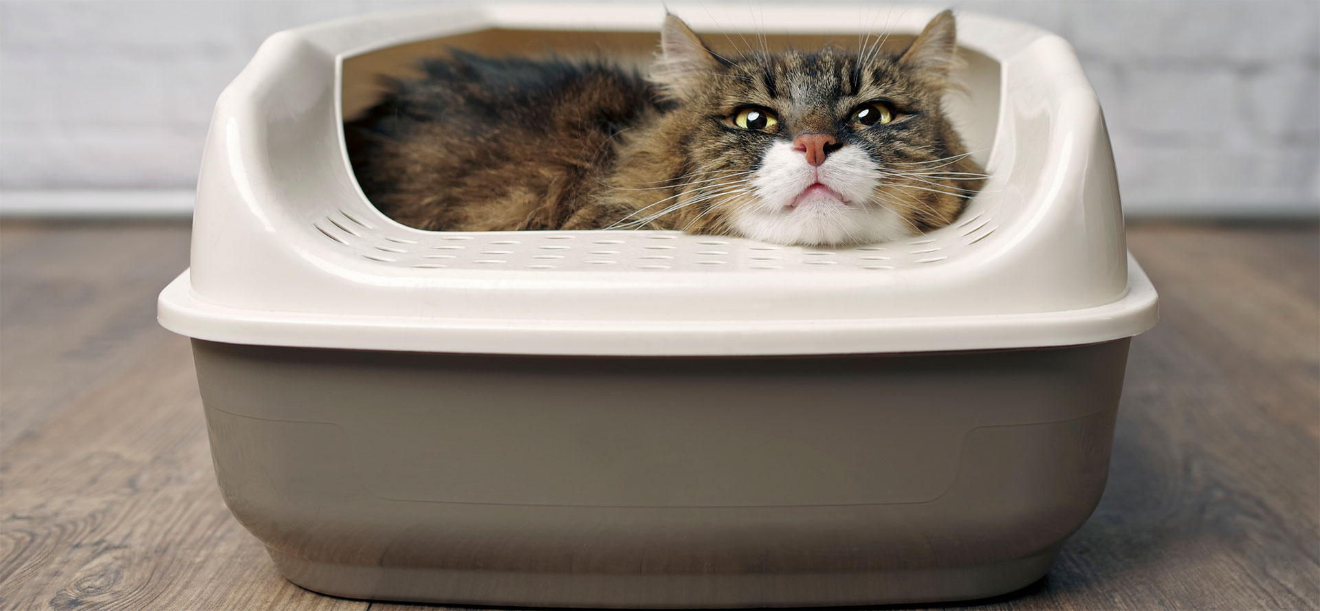 Odor-Reducing Cat Litter Box.