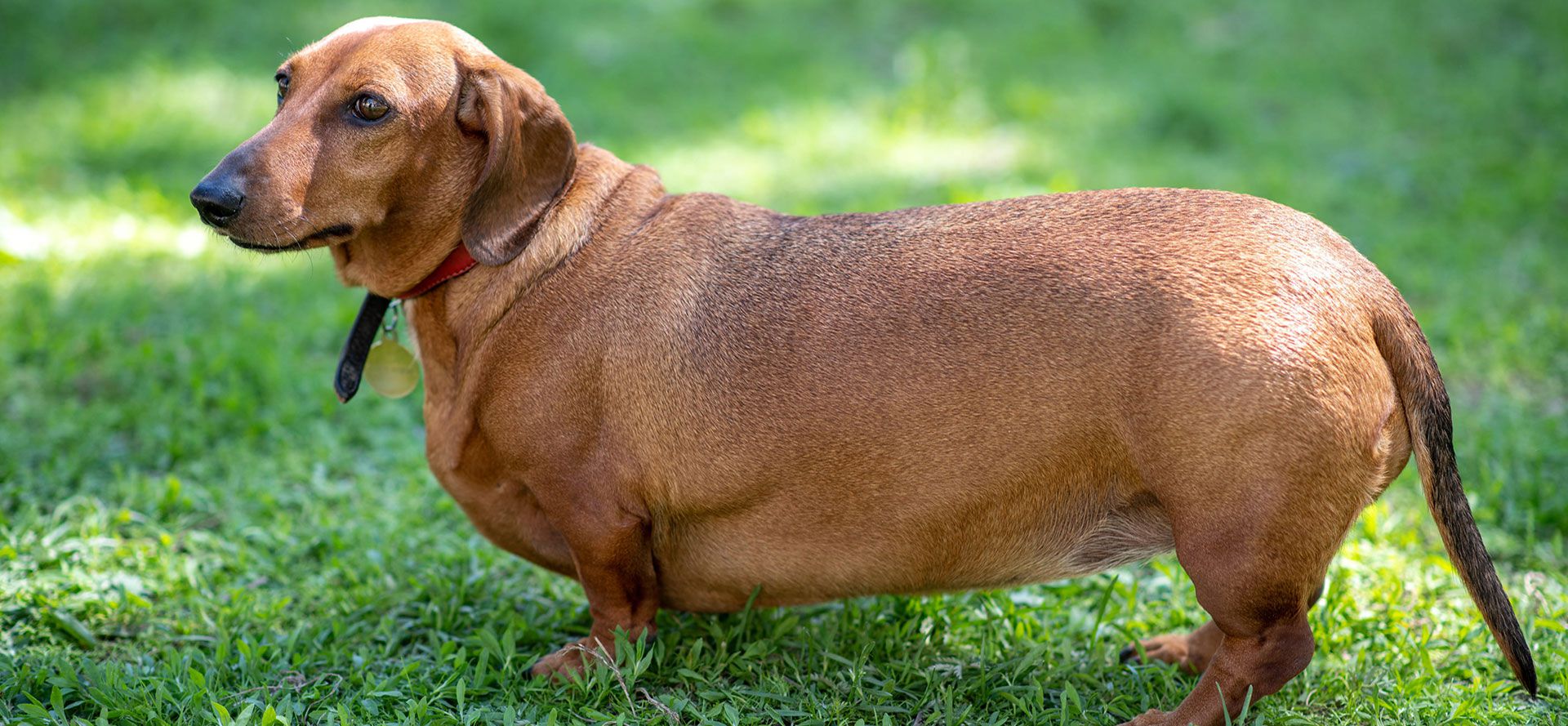 Overweight Dogs.