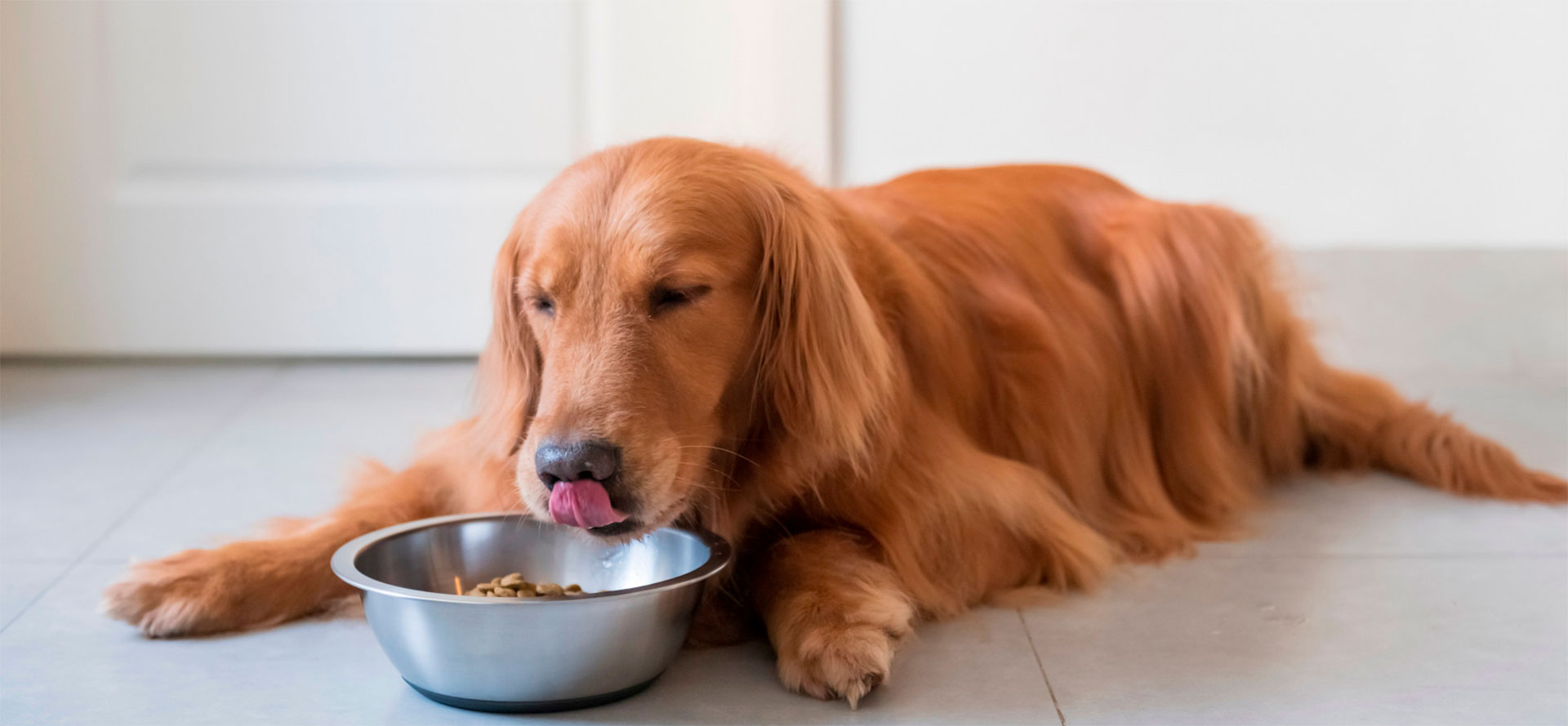 Perfect Bowl for Your Dog.