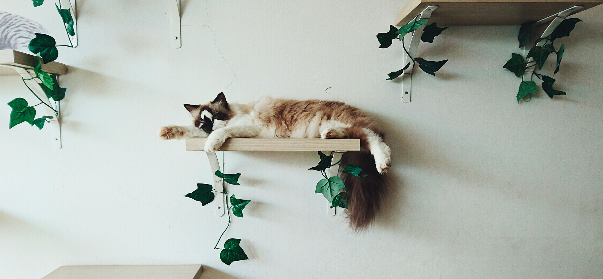 Perfect Cat Shelves.