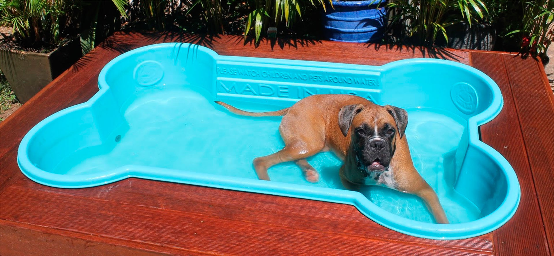Large dog in best pool.