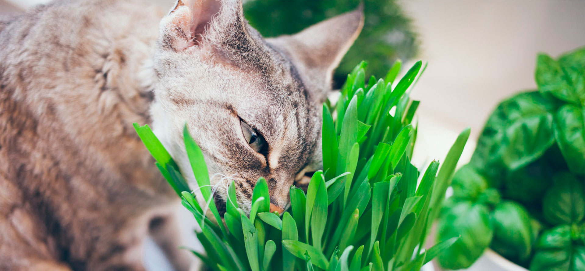 Perfect Grass for Cat.