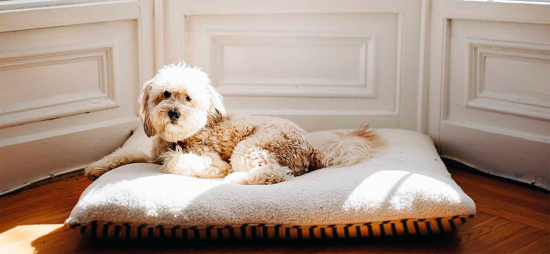 Pillow-Style Dog Bed.