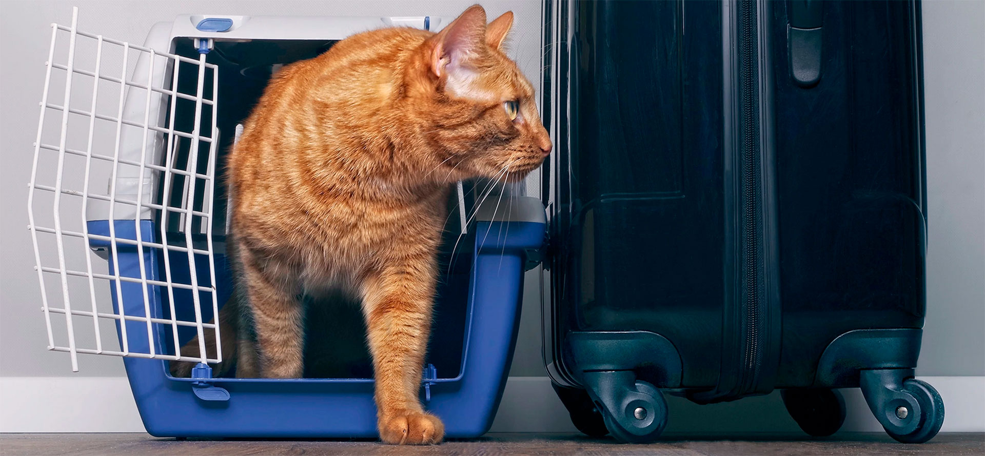 10 Best Cat Carriers in 2022: ⭐️ Definitive Guide to the Top Cat 