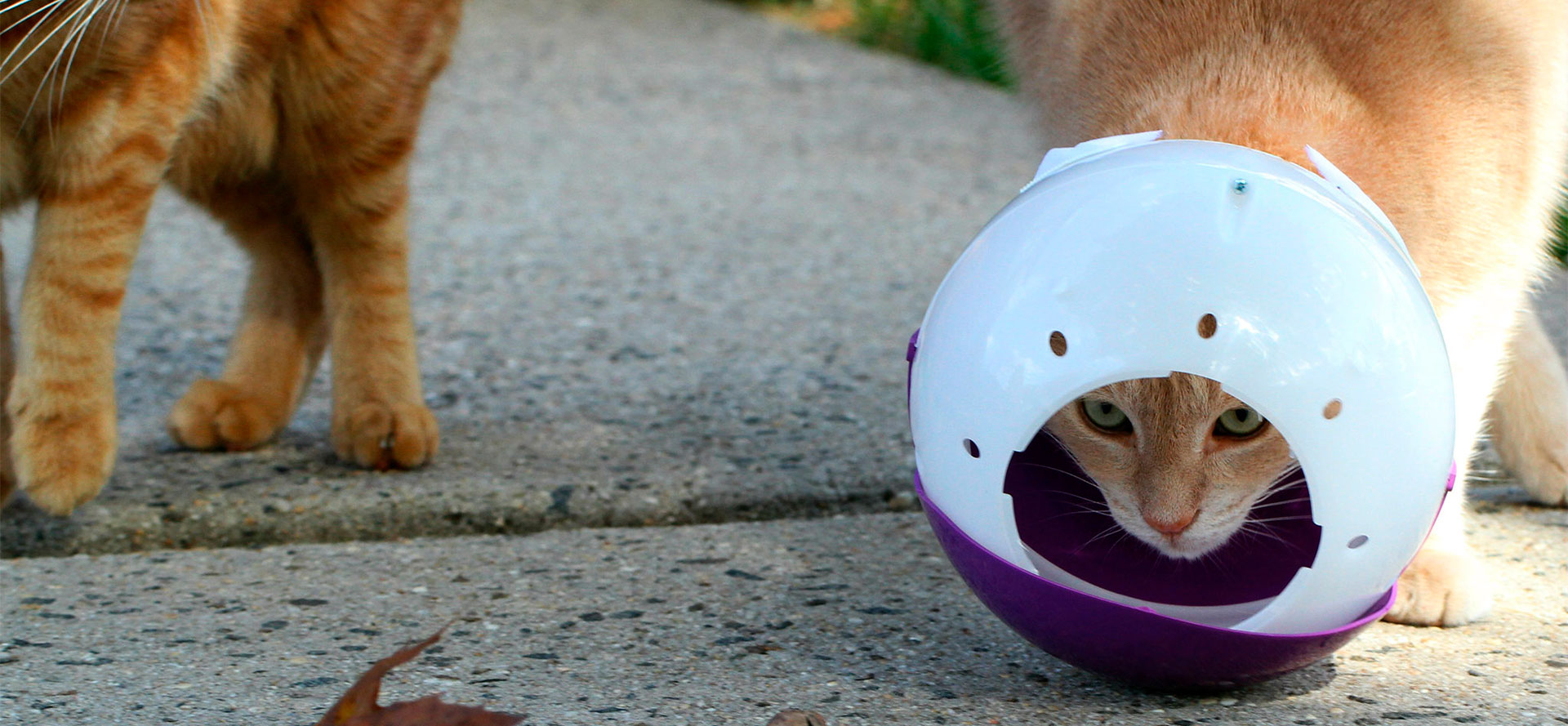 Plastic Cat Muzzles.