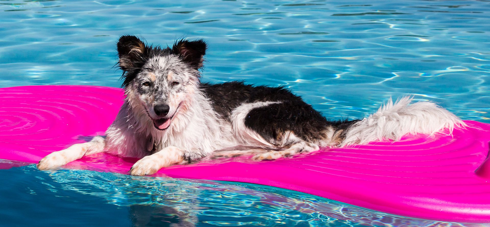 Pool Equipment For Dog.