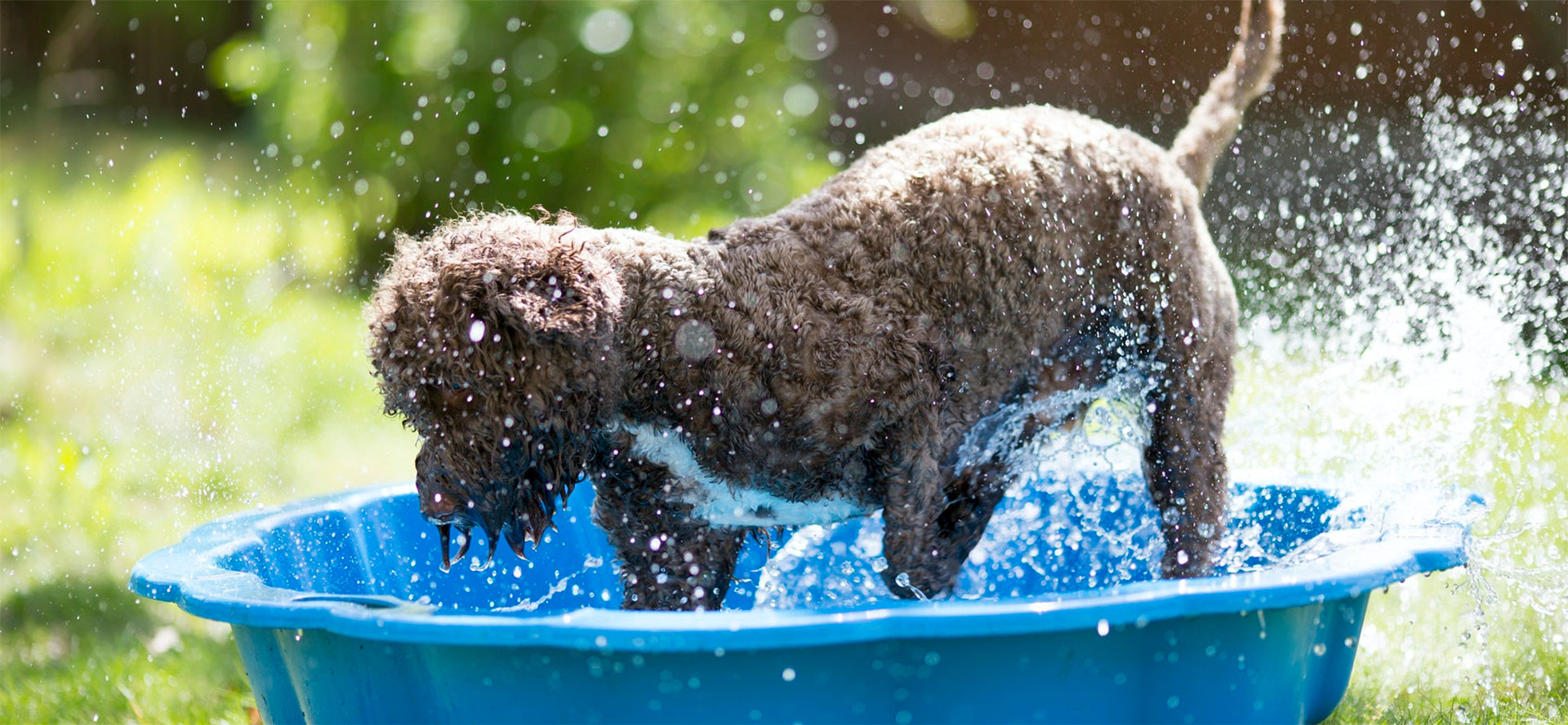 Pools for Puppies.