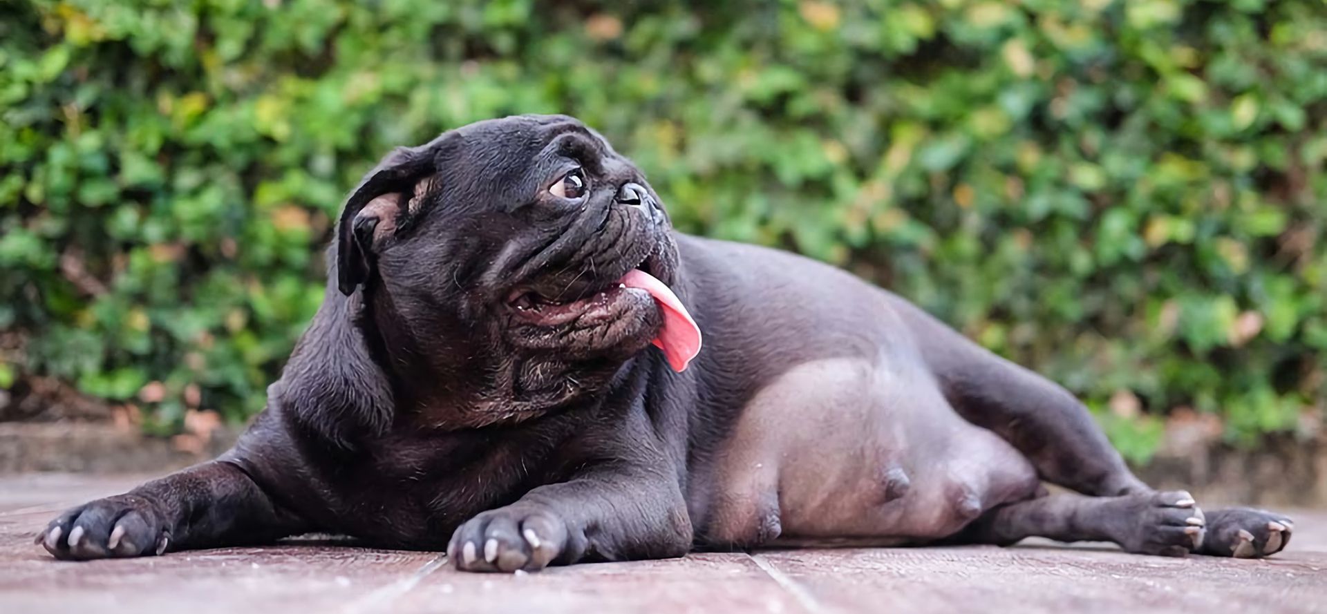 Pregnant pug.