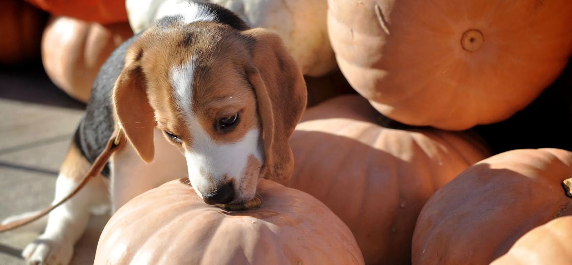 Pumpkin And Dog.