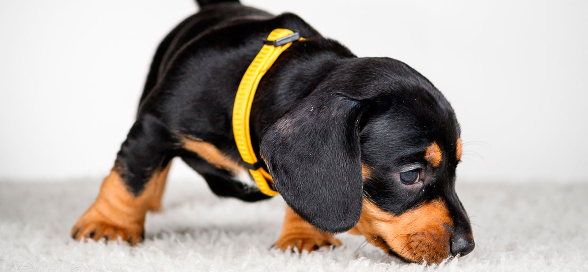 Puppy in collar.