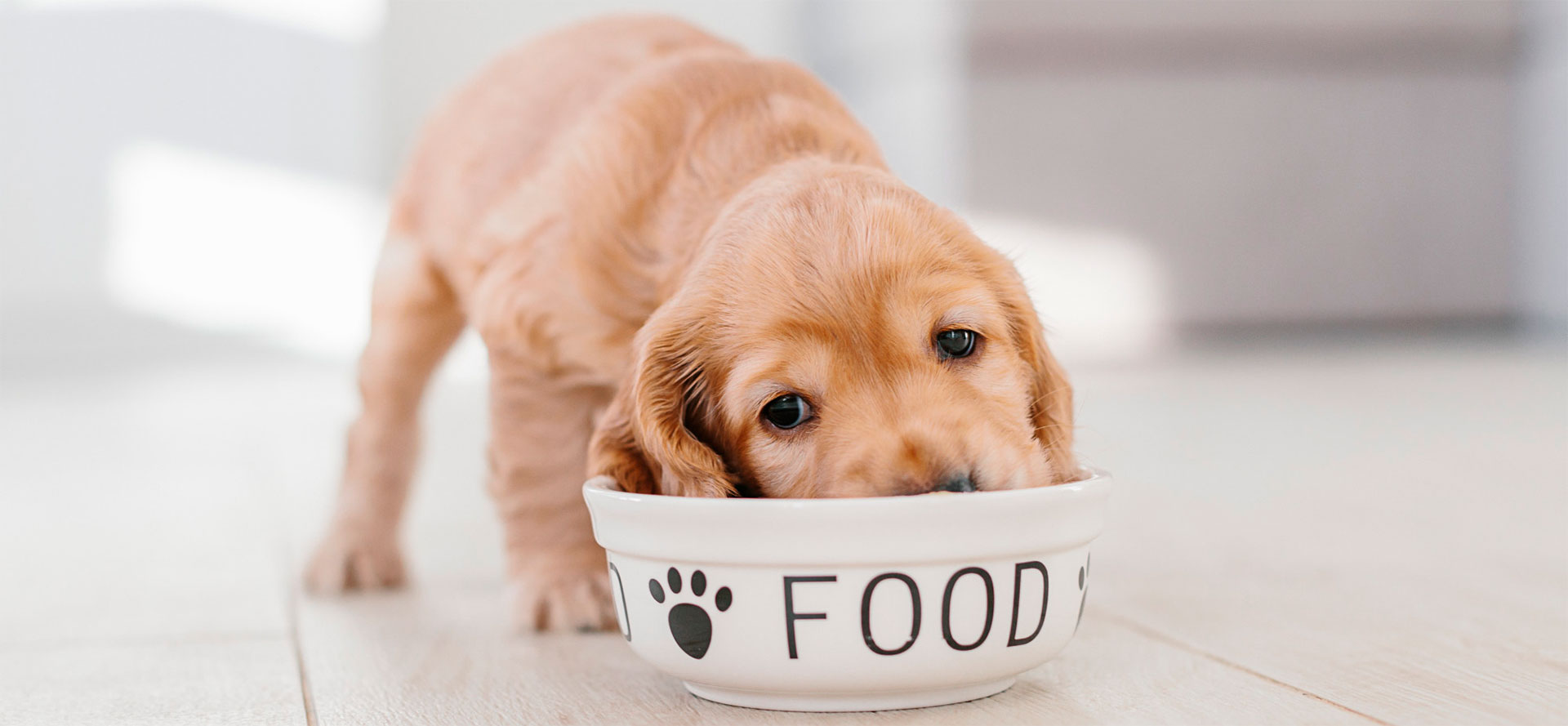 Puppy eats food.