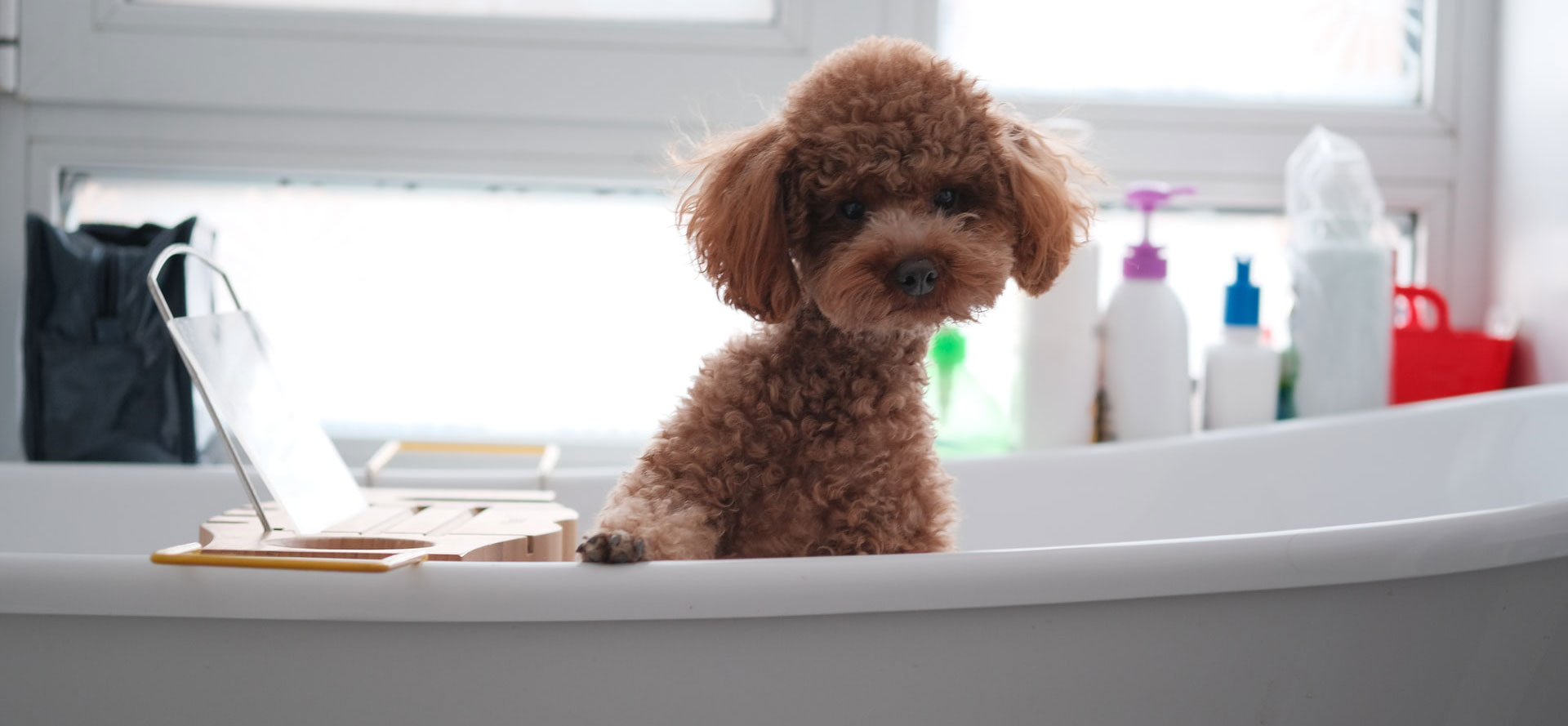 Puppy staying on plastic container.