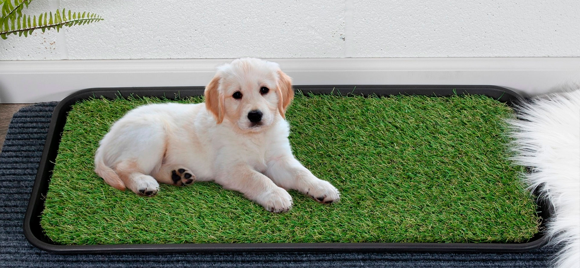 Puppy Training Pads.