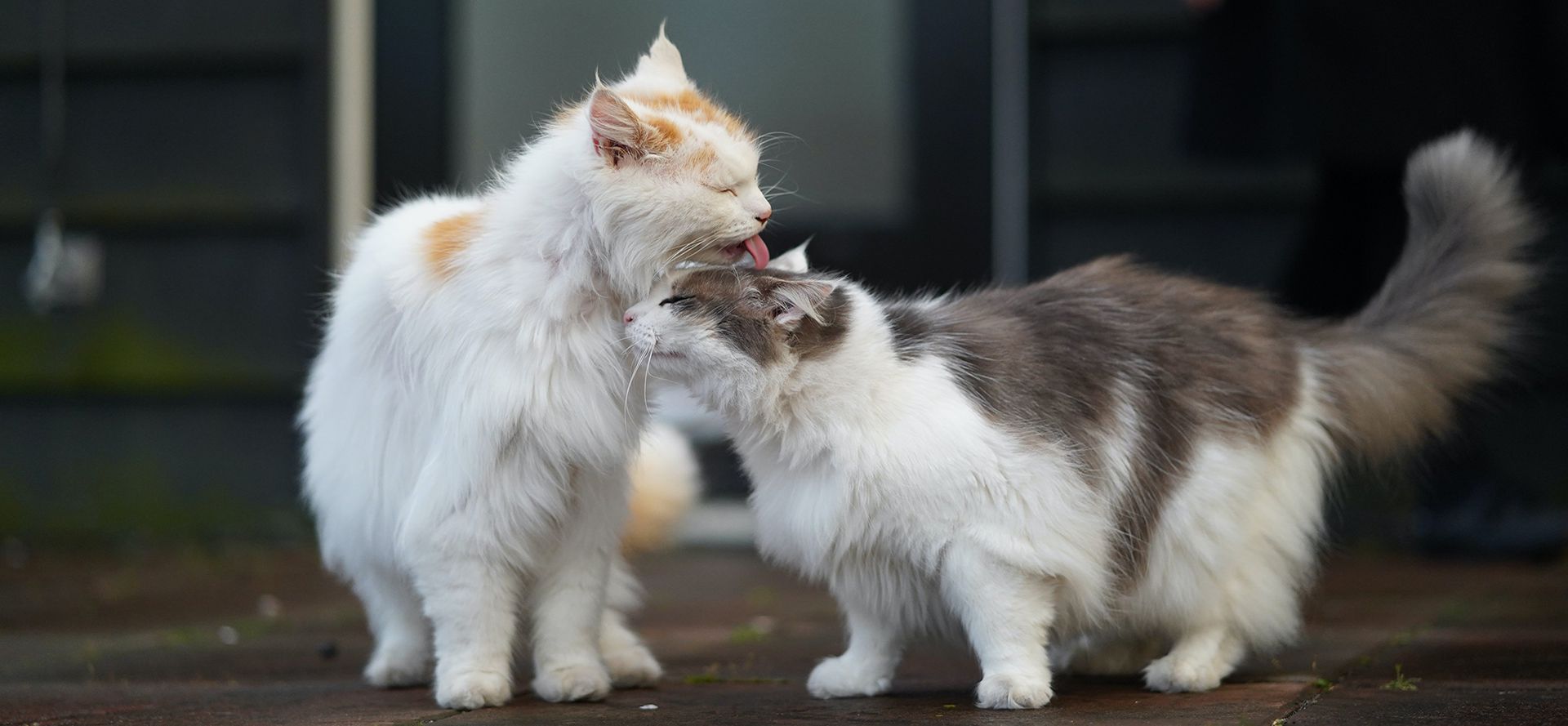 The cat is licking the other cat.