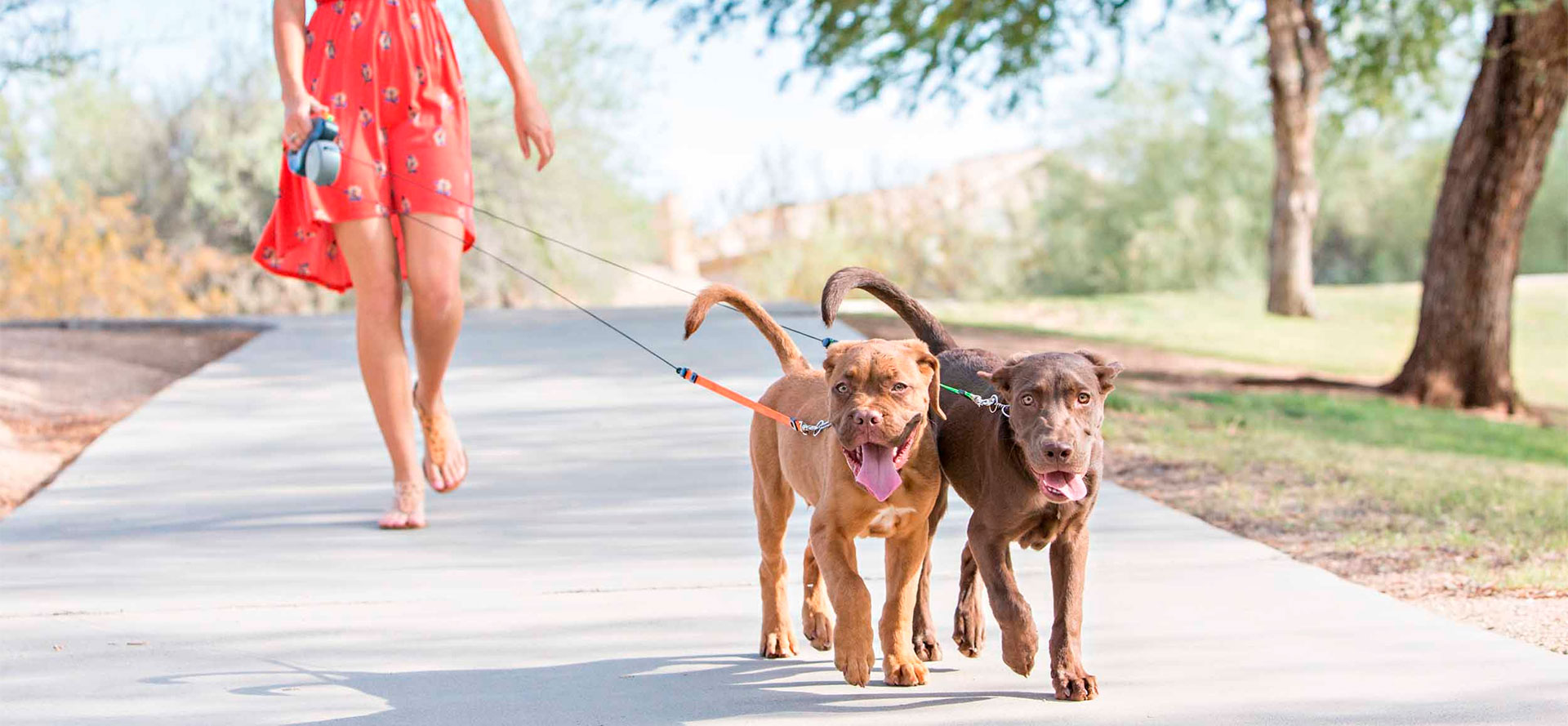 Two dogs and best retractable dog leash.