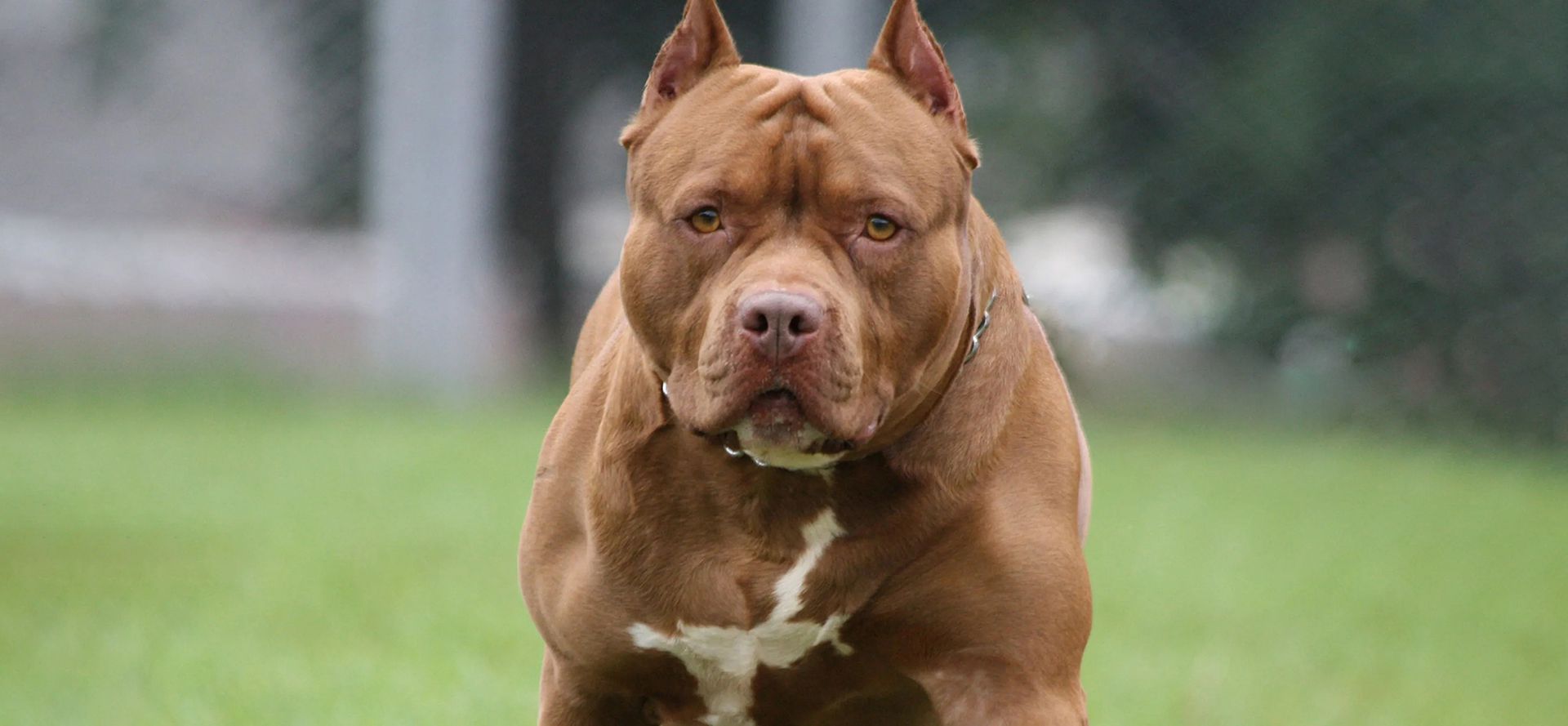 Pit Bull Dog Breed.