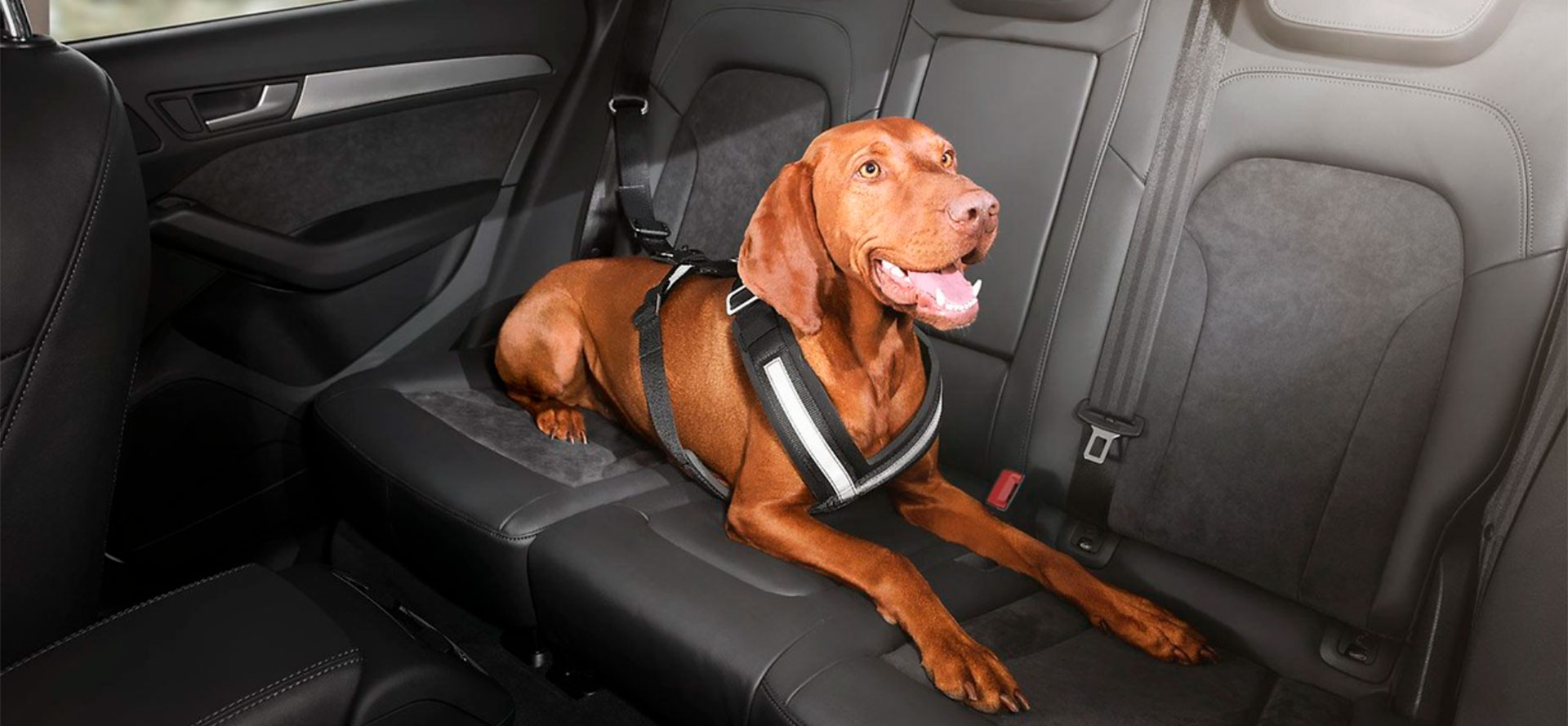 Seat Belt for Large Dog.