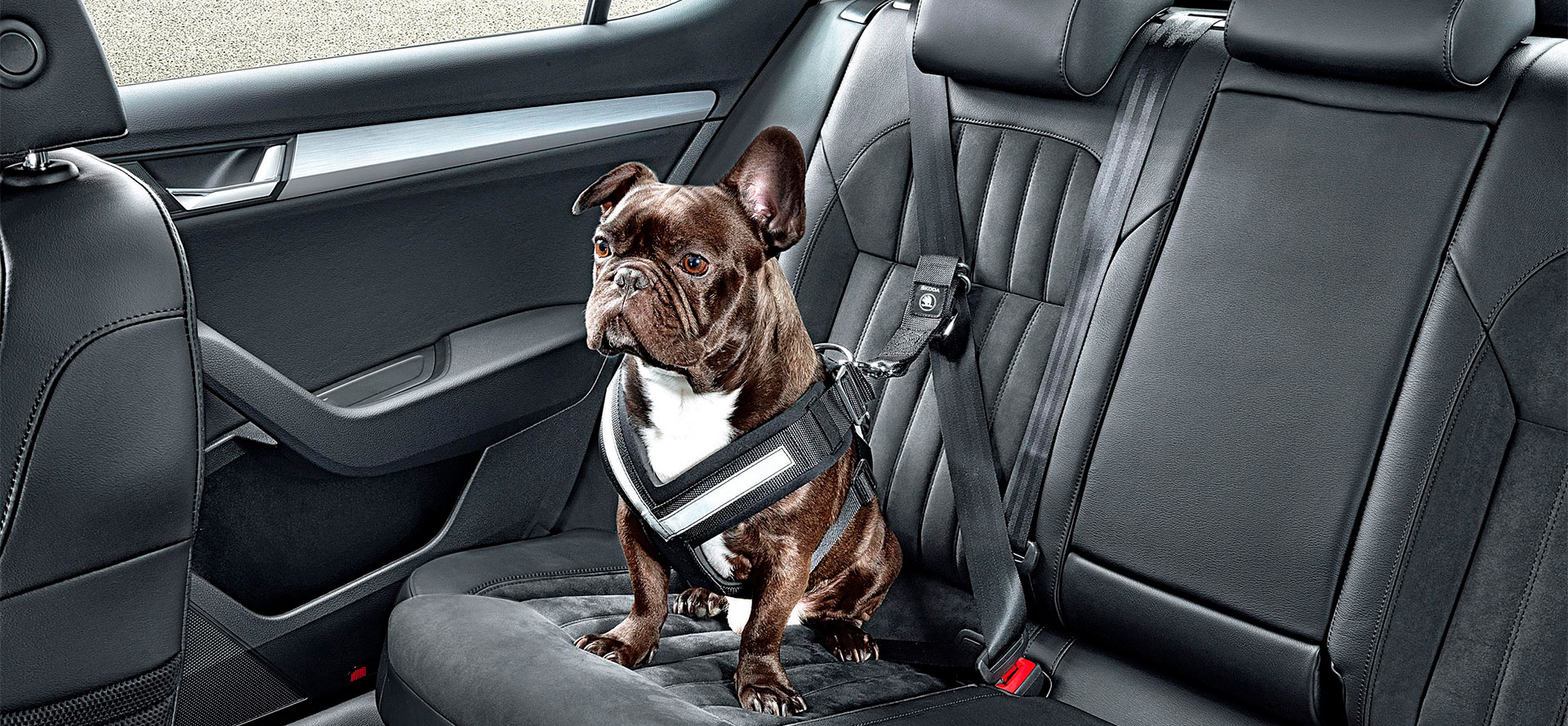Seat Belt for Small Dog.
