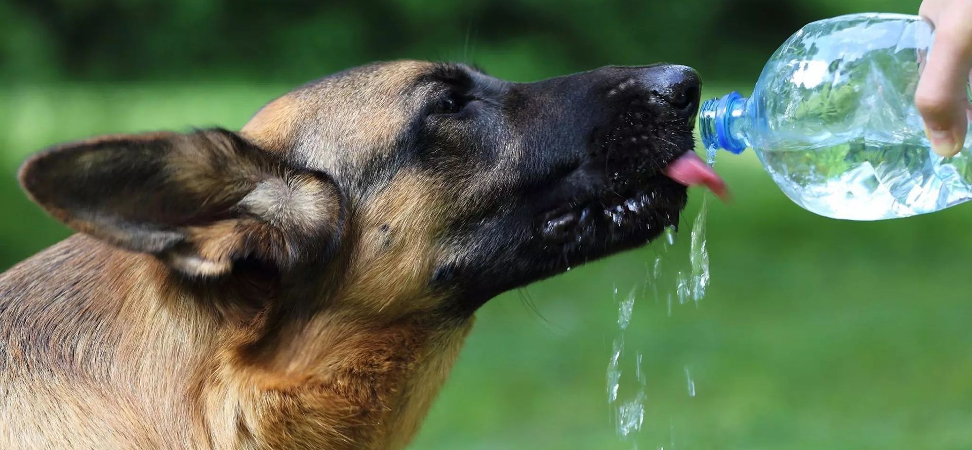 Sheepdog drinking water.