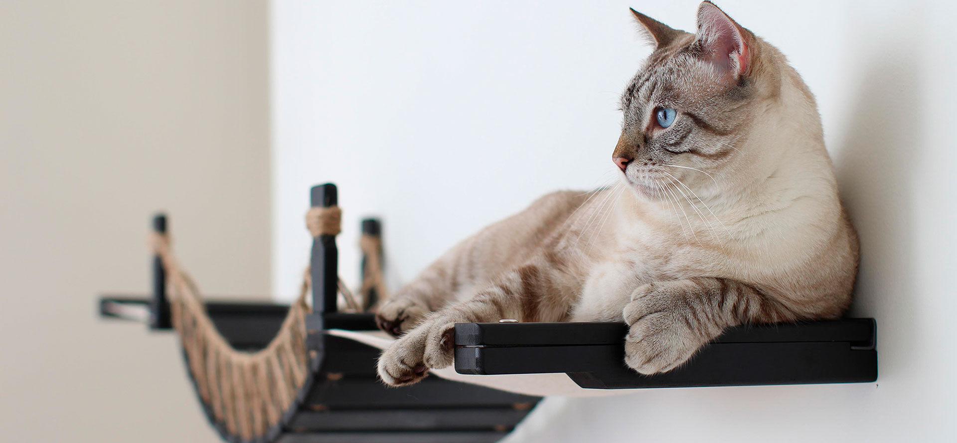 Shelves for Cat.