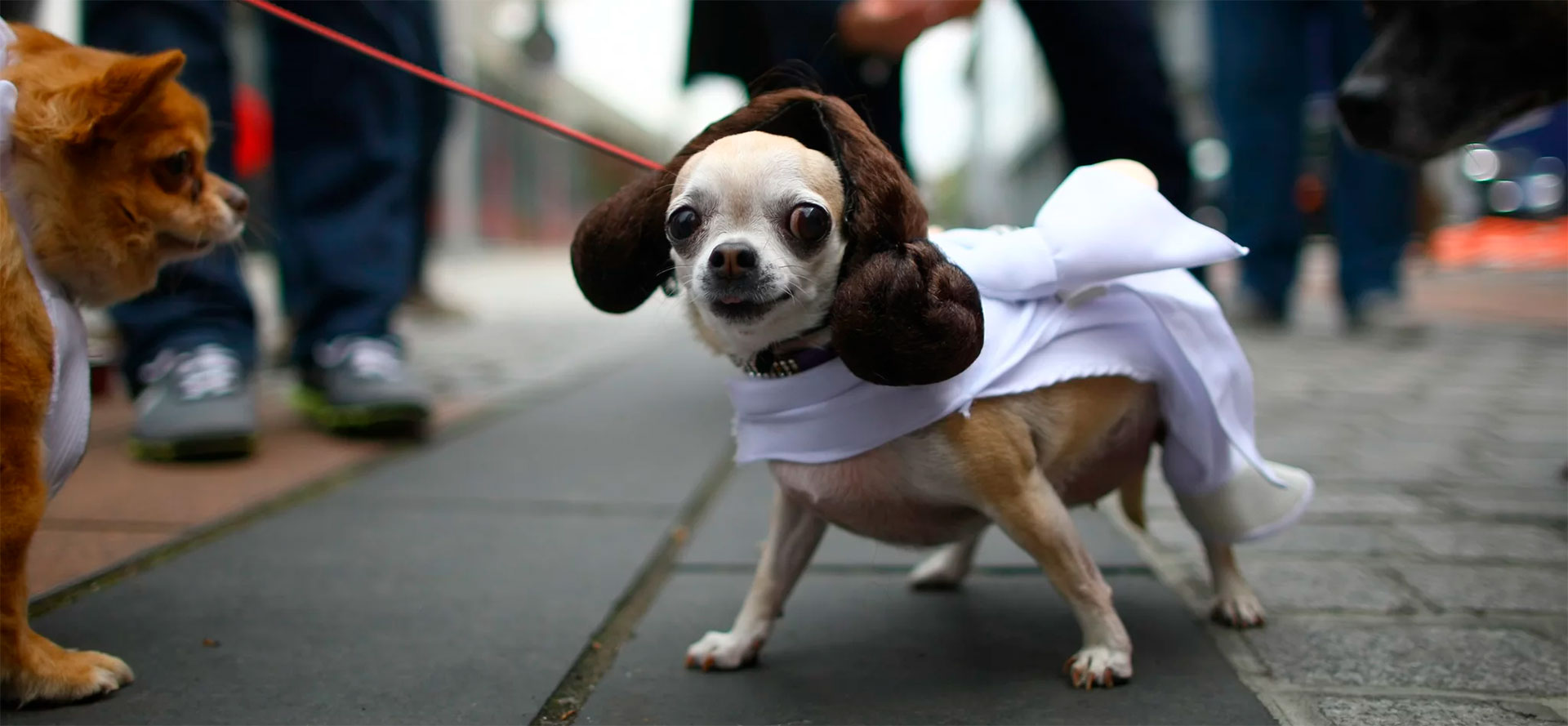 Small dog Halloween costumes.