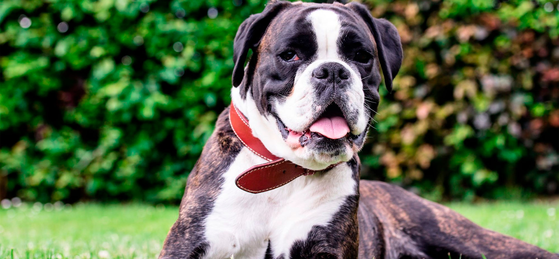 Red small leather dog collar.