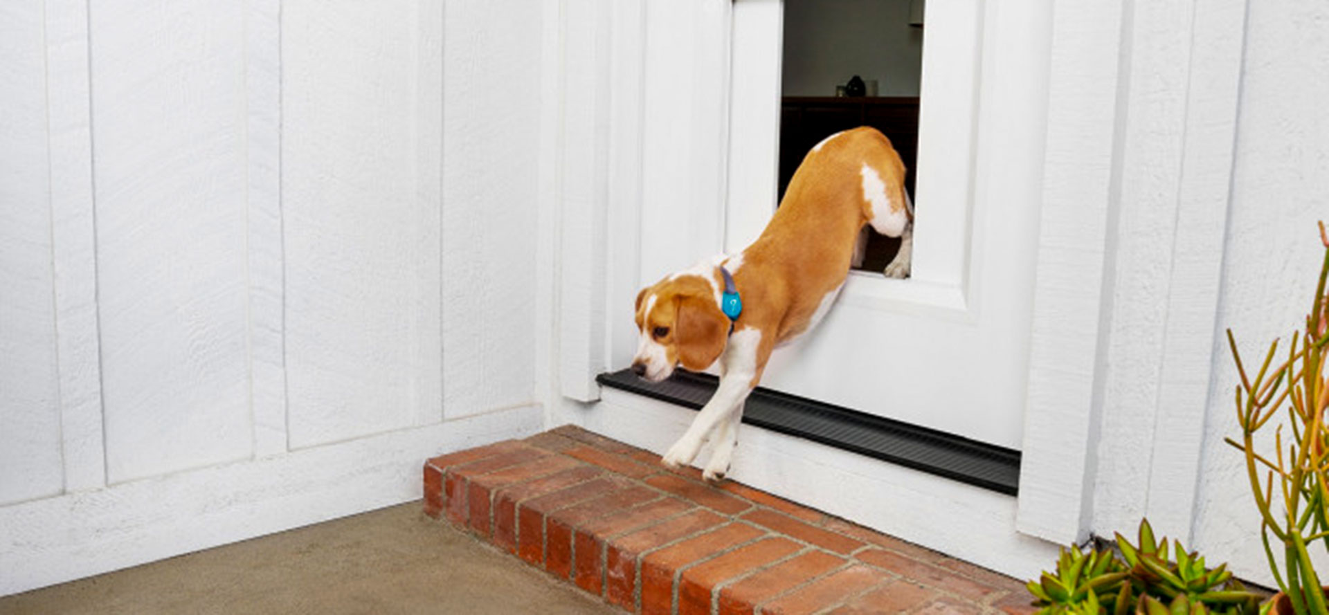 Dog and smart electronic door.