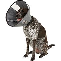 Soft Recovery Dog & Cat Collar.