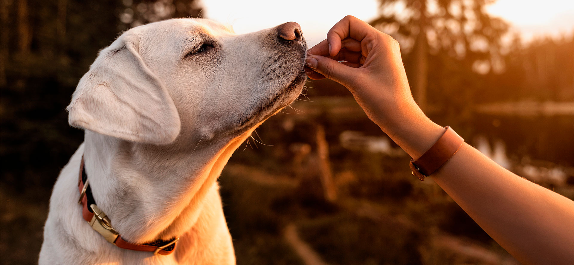 Soft Treats for Dogs.