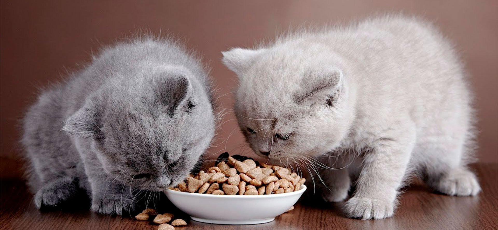 Special Kitty Food.