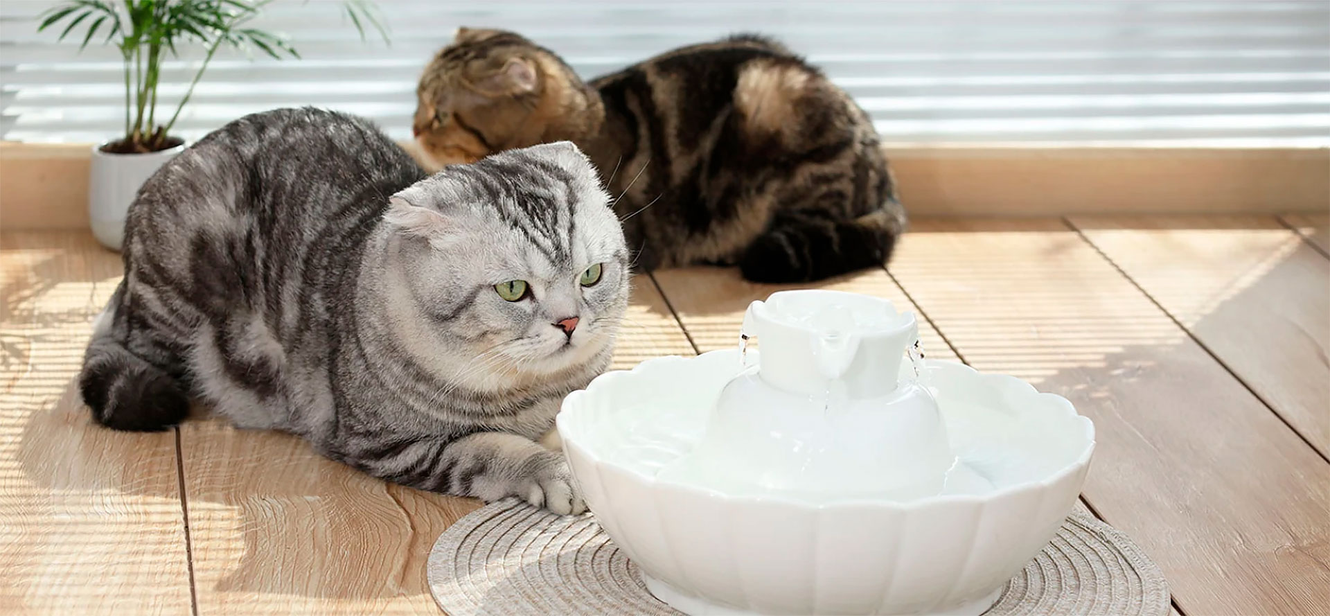 Stainless Steel Cat Water Fountain.