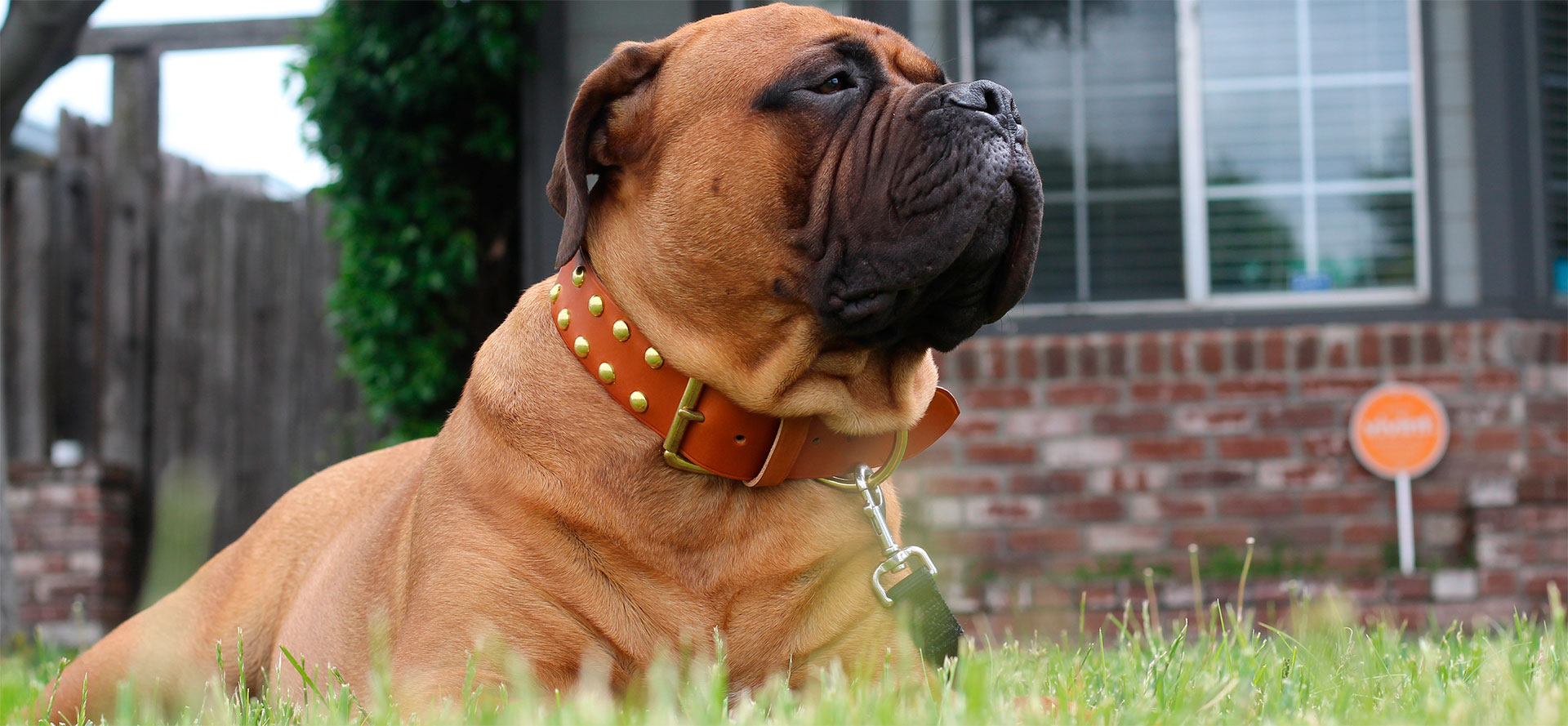 Standard Dog Collar.