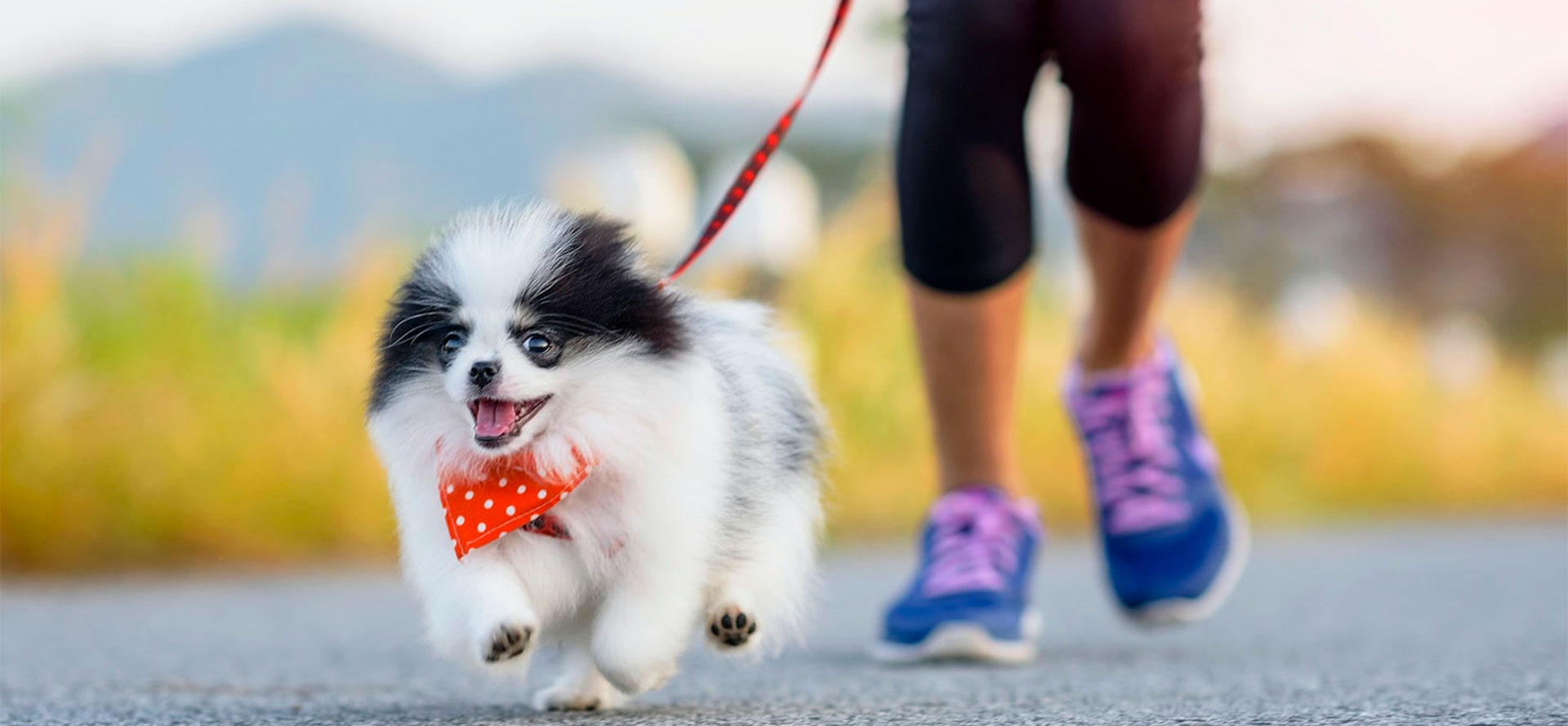 Standard Dog Leash.