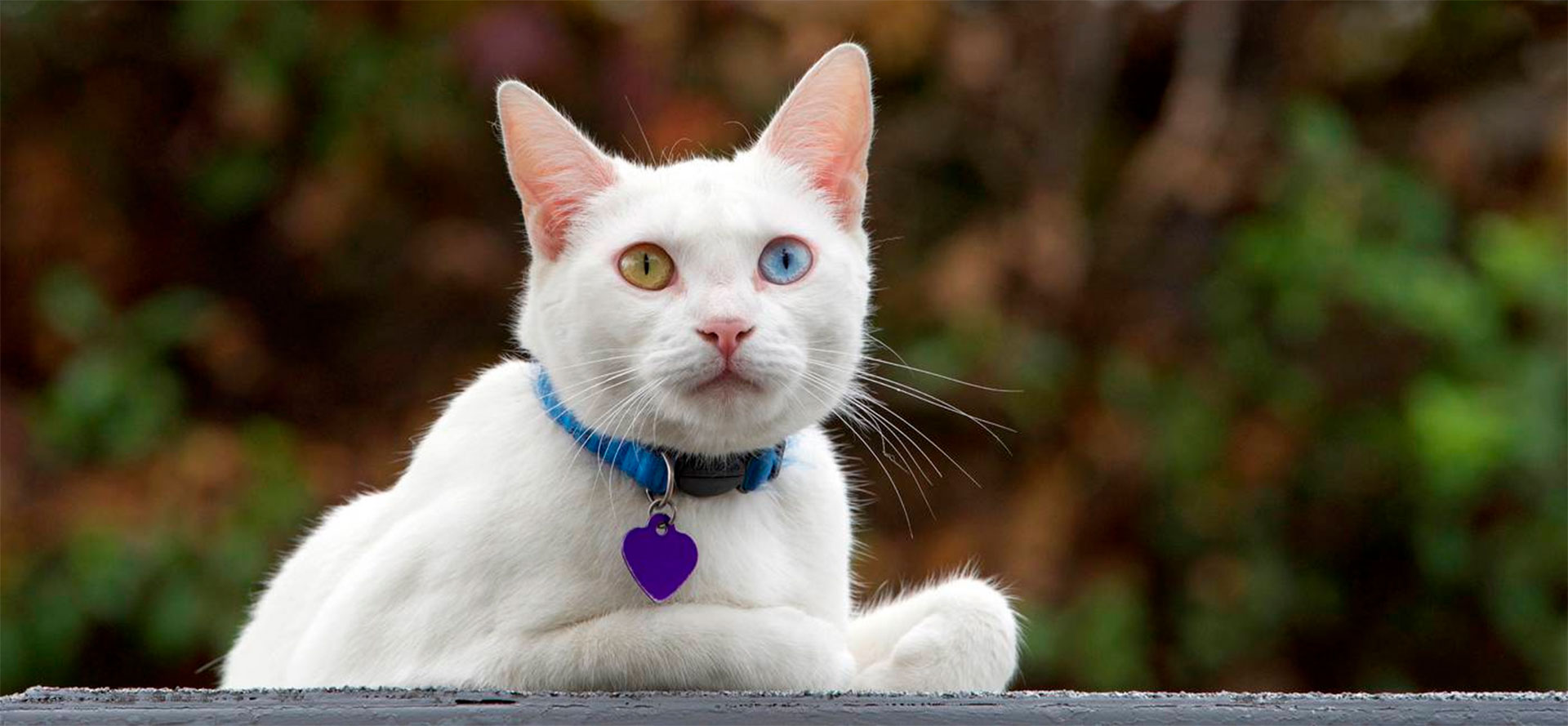 Stretchy Collars for Cat.